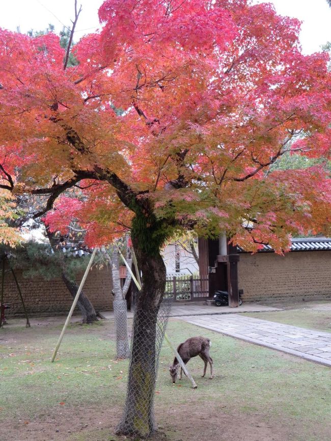 東大寺に出ます。
