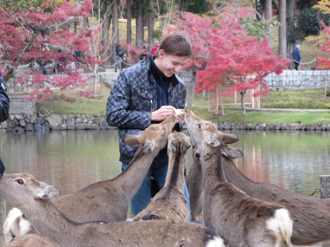 イケメンの外国人の方が、鹿に囲まれて楽しそうだったので、思わずパチリ♪