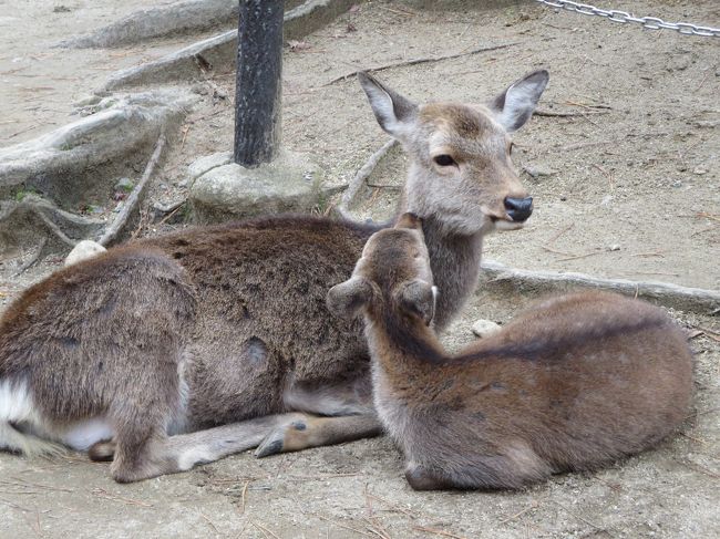 可愛い親子鹿たち♪<br /><br />ＪＯＥＣＯＯＬさんが、奈良スヌ君を前に置いて、撮影しようと・・・
