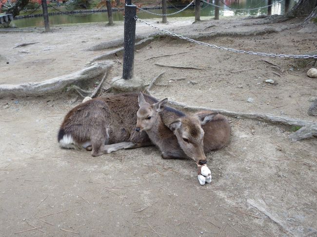 いきなり、親鹿が、スヌ君にアタック！！！<br /><br />危うし！