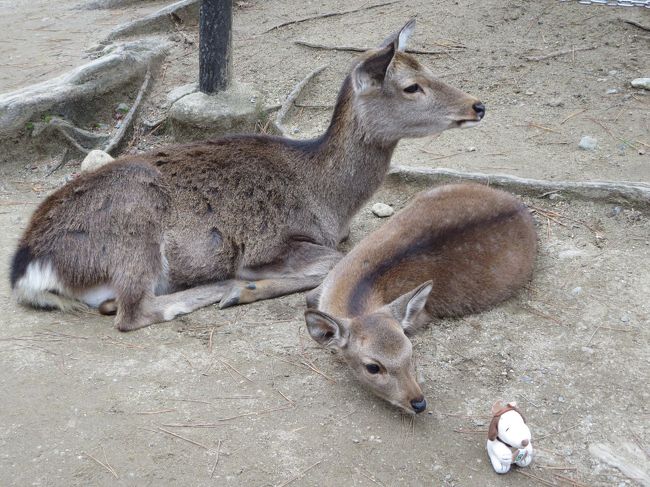 ＪＯＥＣＯＯＬさんが、慌てて離すと、今度は子鹿ちゃんが興味津々(*^_^*)