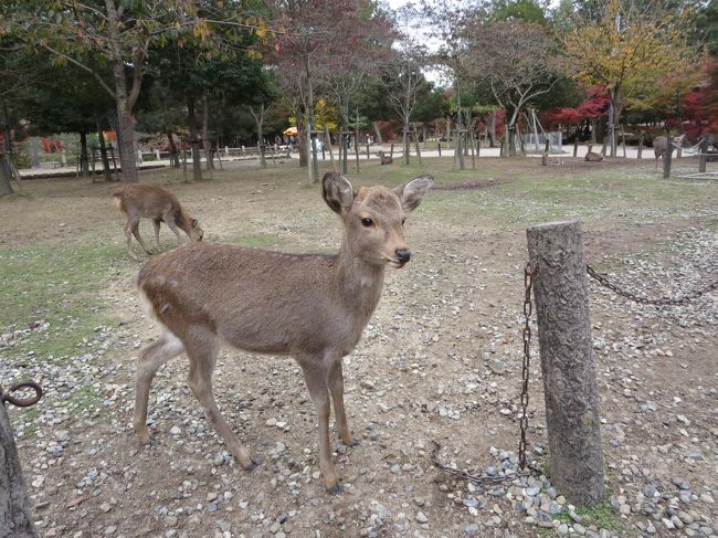 子鹿は、可愛い♪<br /><br />あ、大人の鹿も可愛いですよ！