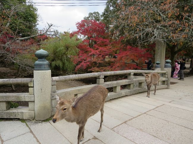 橋を、鹿通行中！