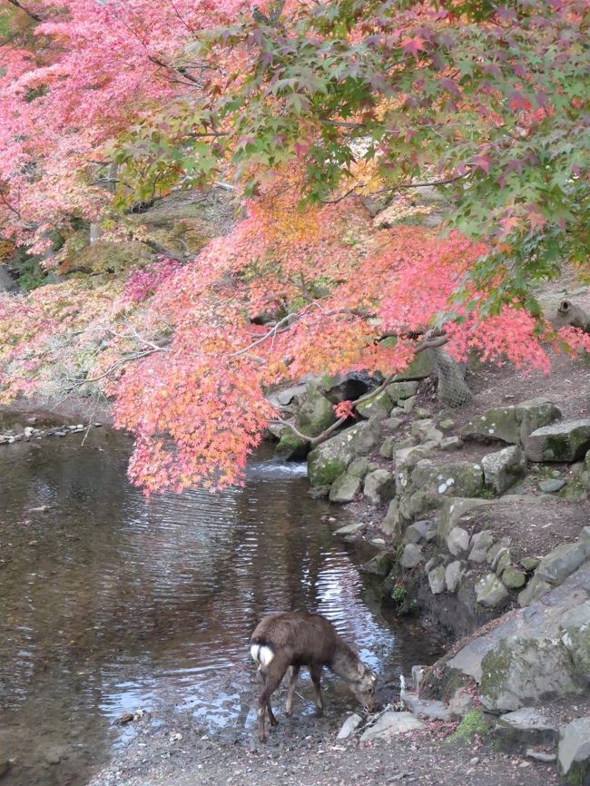 紅葉の下に鹿がいると、花札を思いだしちゃいますよね♪