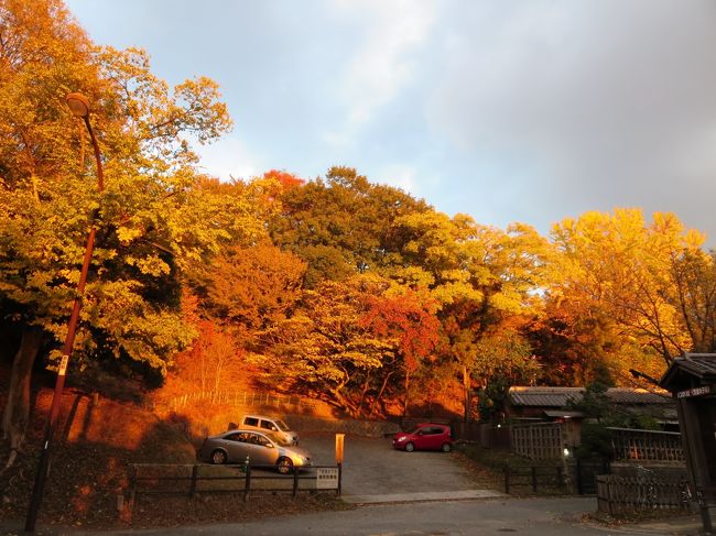 外に出ると、荒池の周りは、夕日が当たって、紅葉が燃えてました(*^_^*)