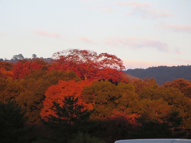 加工なんてしてませんよ（できませんよ(^_^;)）