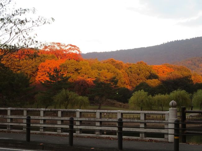 本当に、こんな色で、「わーーーーー！」って、感動したんです♪