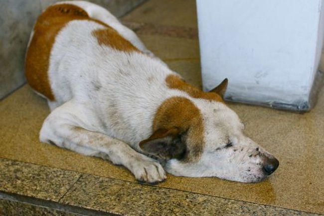 ホテルの入り口では、ワンちゃんが居眠りでお出迎え....このあと、いたる所で野良犬の出迎えに遭遇します。さすが東南アジア。