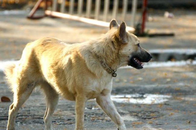 野良犬と