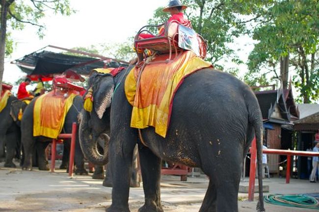 象の背中にも乗ってみた.....まあ揺れること！