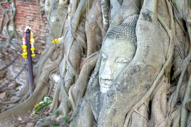 有名なワット・プラ・マハタートの『木の根に取り込まれた仏頭』。