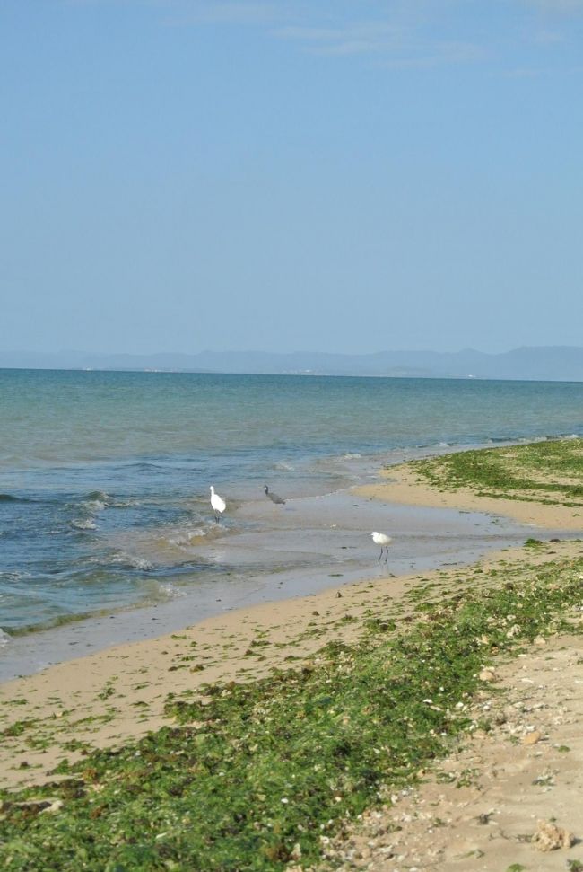 むむむ！<br /><br />あの鳥さんは<br />何を狙っているのでしょう？