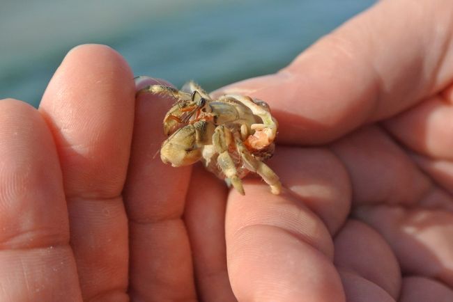 ヤドカリさん<br />発見☆