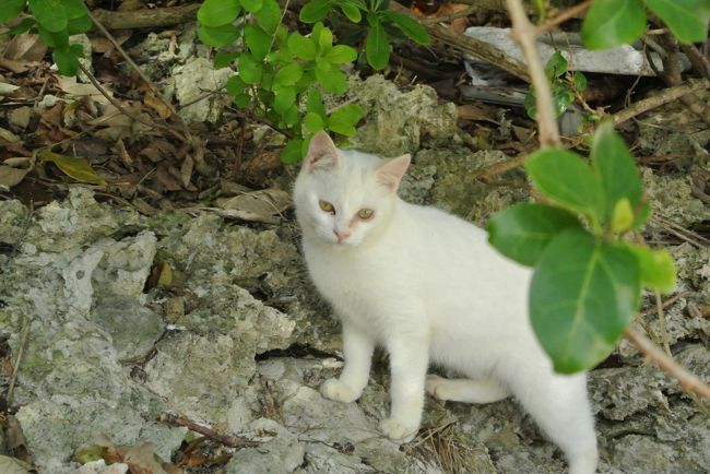 「晴れてるほうがキレイでしょ〜」<br /><br />と川平ニャンさん。<br /><br /><br />リベンジしたもう一つの理由は<br />川平ニャンさんに会いたかったから(^▽^;)