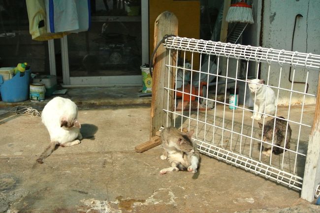 ニャンコわんさか！<br /><br />全部で１２匹はいたかな？<br /><br />私達が撮影していたら<br />他の観光客の方もわらわら<br />寄ってきちゃいました(^^;)