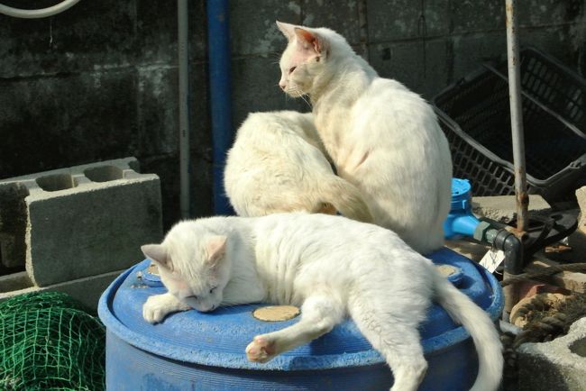 「もう〜勝手にして〜」<br /><br />はい、そうさせていただきます。<br /><br />はぅ〜<br />リベンジ成功であります！