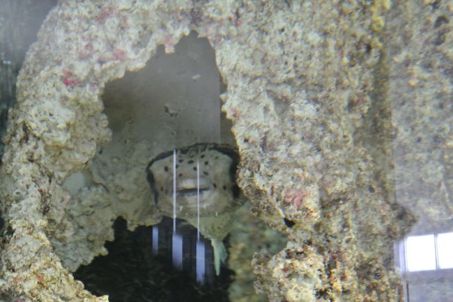 水槽の中から<br /><br />「大きくなってキレイになったから<br />　お客さんいっぱいくるようになったんだよ〜」<br />って声が聞こえる？<br />ハリセンボンさんの声かな？<br />