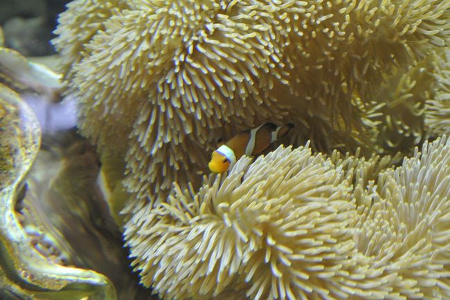 ニモさんも<br /><br />「石垣島また来てね」って。<br /><br />うん、絶対来るよ〜！