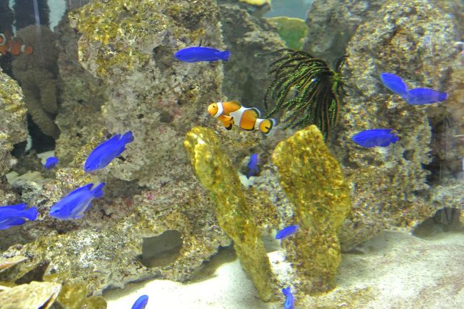 次回は<br />シュノーケリングしたいなー。