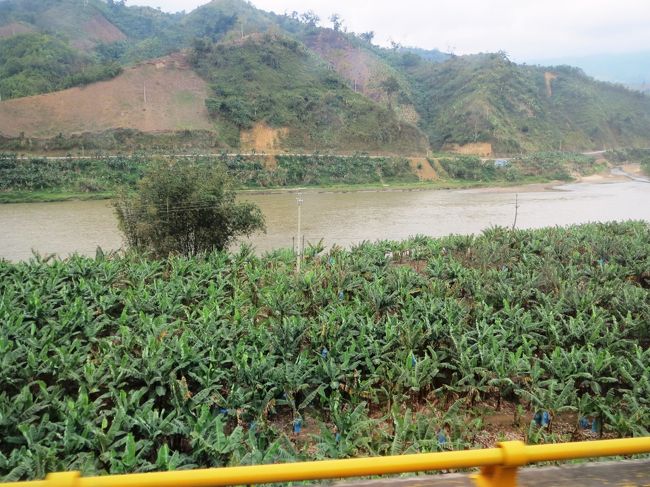 相変わらずのバナナ畑が続きます。