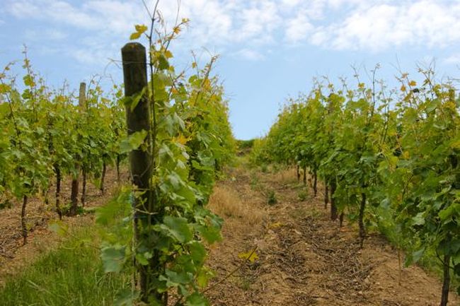 ストラスブール〜リクヴィル〜コルマールあたりはアルザスワイン街道で有名なところなようで、ブドウ畑がいっぱいありました。