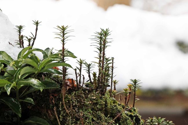 雪の中全てが美しい。と思って苔を撮る
