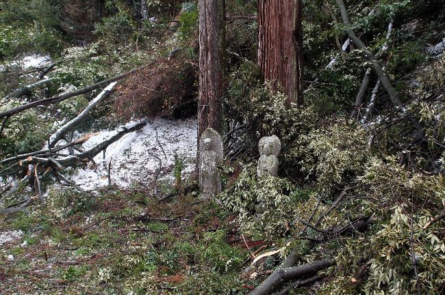 泣き笑い地蔵の悲劇。周りの木が積雪で倒れる。