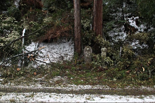 このように大きな木の下におられたので助かった。