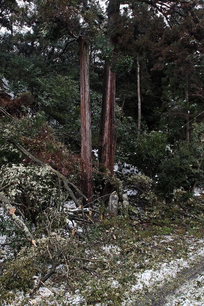 雪の重みは恐ろしい。