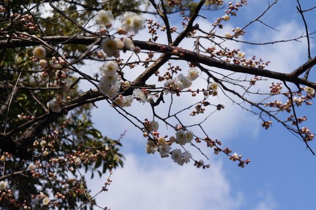 実はつかねども、花は咲く