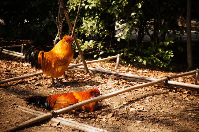 「・・・・放し飼いΣ（ﾟДﾟ;）？！！」<br /><br /><br /><br />いやいやこの子たちは『ご神鶏』さんたちですよ<br /><br />その昔天岩戸にひきこもった天照大神を呼び出すことに成功したのが<br />鶏の鳴き声だったということで。<br /><br />道に普通に座ってて人に全く動じないっていう<br />黄金色が美しい〜