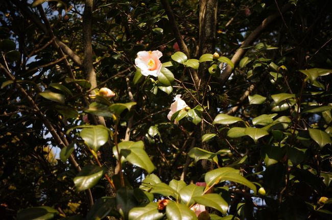 太郎庵椿<br /><br />もうだいぶ季節が過ぎてしまっていそうでしたが・・・<br />まだ少し咲いていました。<br /><br />もう冬も終わりだね