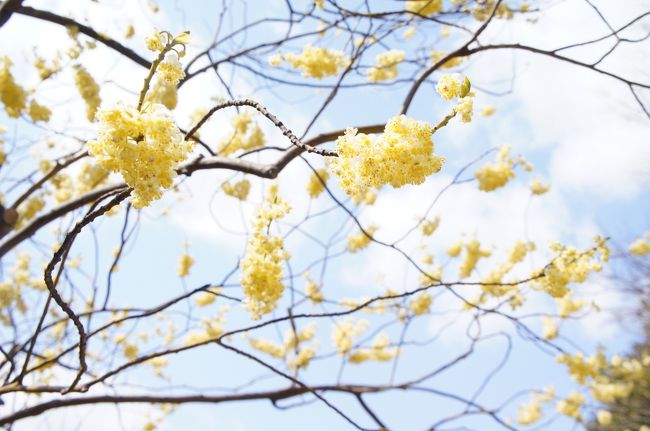 おおッ早速可憐な花を発見<br /><br />春っぽいよーいいよいいよー<br /><br />テンションが上がります