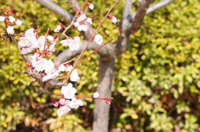 すっかり季節だね