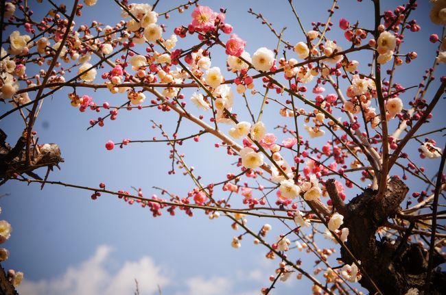 これは…一つの幹から紅白の枝？？？<br /><br />いろのミクスチャーがいいね