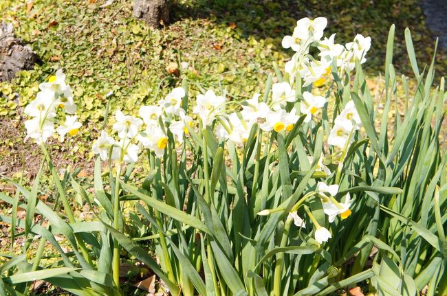 白鳥庭園を満喫し、駅へ戻る途中に咲いていた<br /><br />