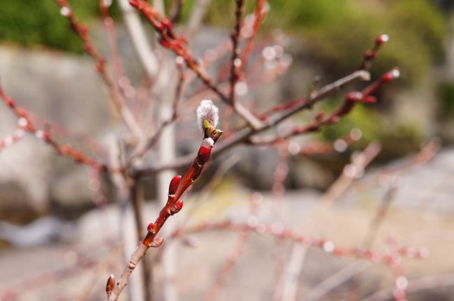 つぼみ<br /><br />早春すなあ