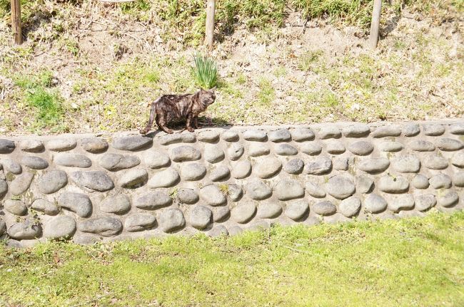 古墳とネコ<br /><br />この後ろは『断夫山古墳』で、この生垣が前方後円墳をぐるっと囲っているそうな。<br /><br />ネコはそんなん関係ねえとばかりにのんびり散歩。<br /><br />