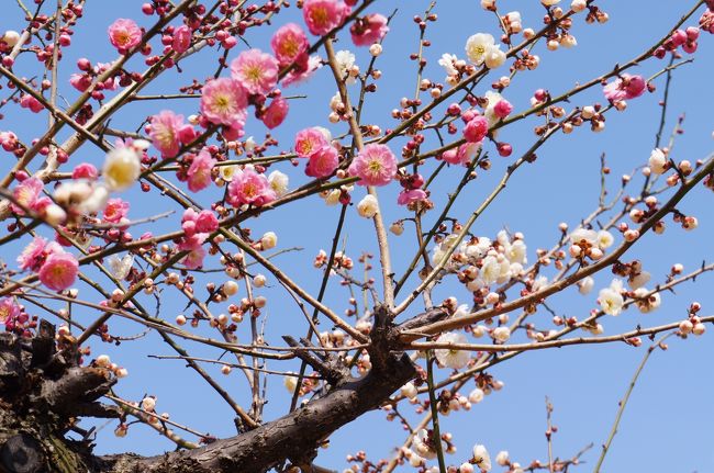 紅白梅をもう一度