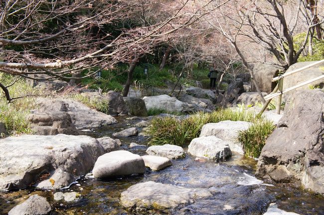 この木々は桜かしら？<br /><br />こっちはまだまだ咲いてないけどよく見るとつぼみが膨らんでいたり<br /><br />季節は確実に春に向かっているねー