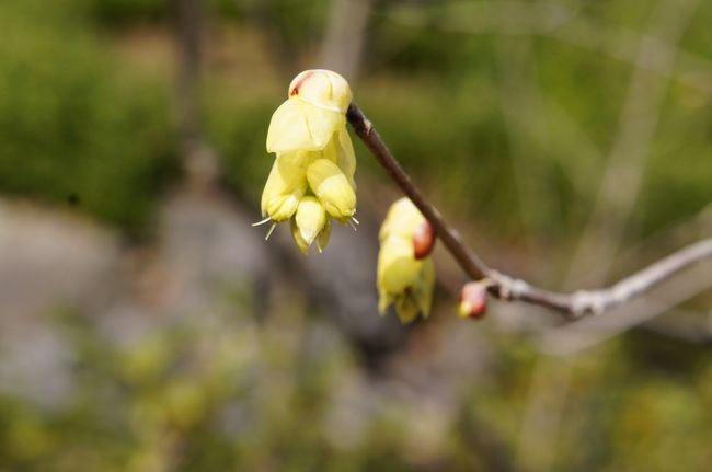 こちらもつぼみ