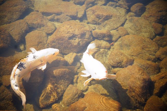 エサくれー（ﾟДﾟ）＜ｱﾌﾞｱﾌﾞ<br /><br />人がそばに来ると鯉がよってたかって…<br />観光地あるあるですね