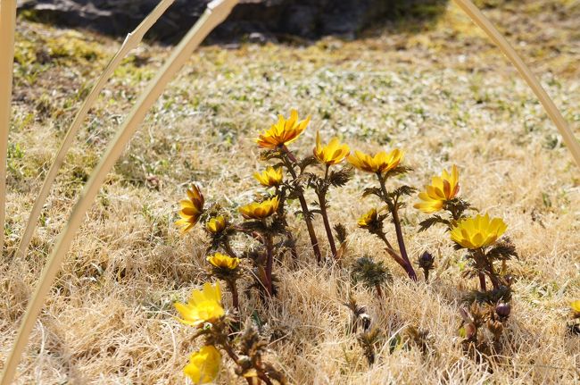 フクジュソウ？<br /><br />可憐