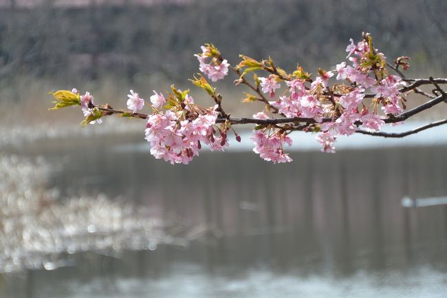 川津桜 お散歩：三浦海岸の川津桜と三崎漁港』三浦海岸・三崎(神奈川県)の旅行記・ブログ by ちどり OYAJIさん【フォートラベル】
