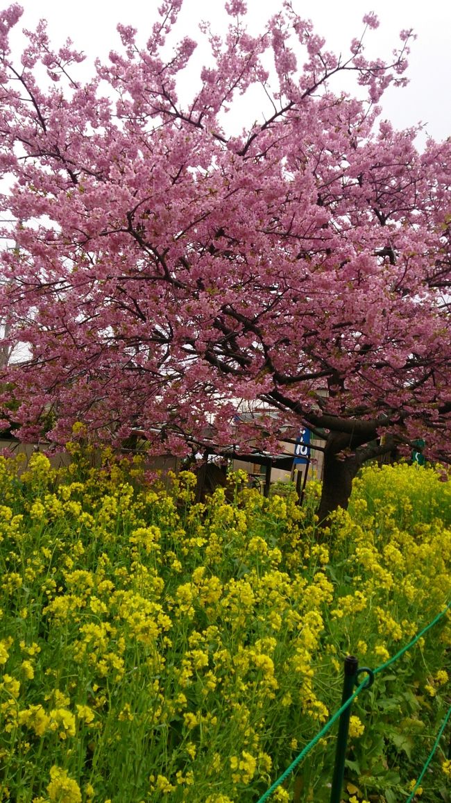 河津桜の濃いピンクと菜の花の黄色は良く合います♪