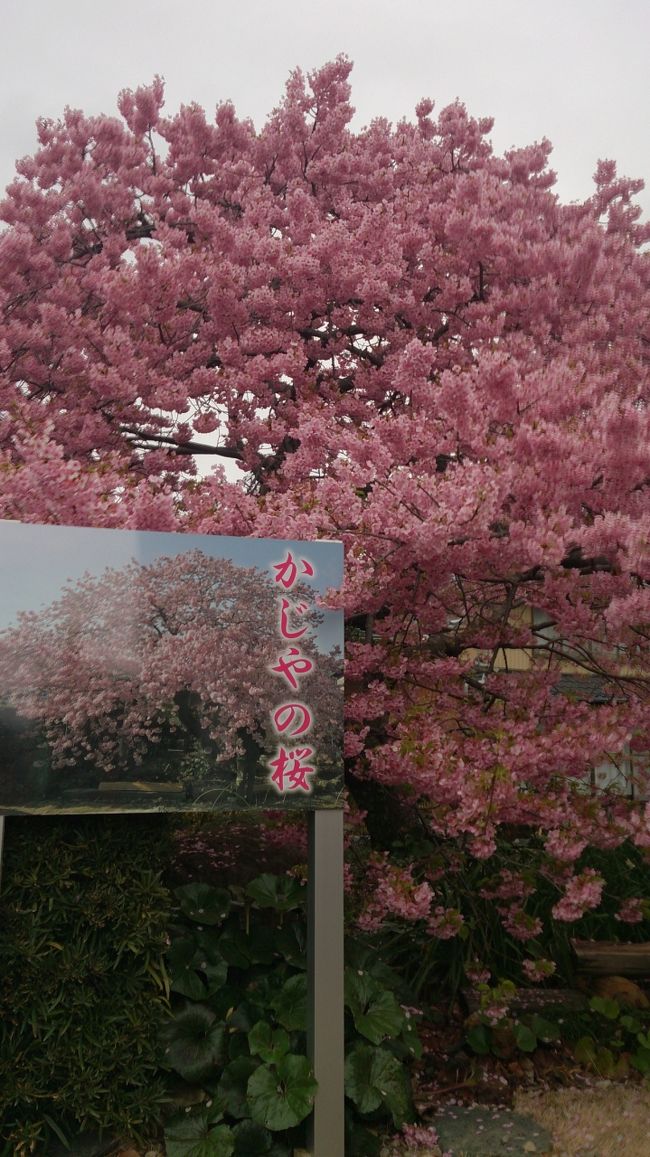 「かじやの桜」<br /><br />河津桜原木の子ども…だそうです。