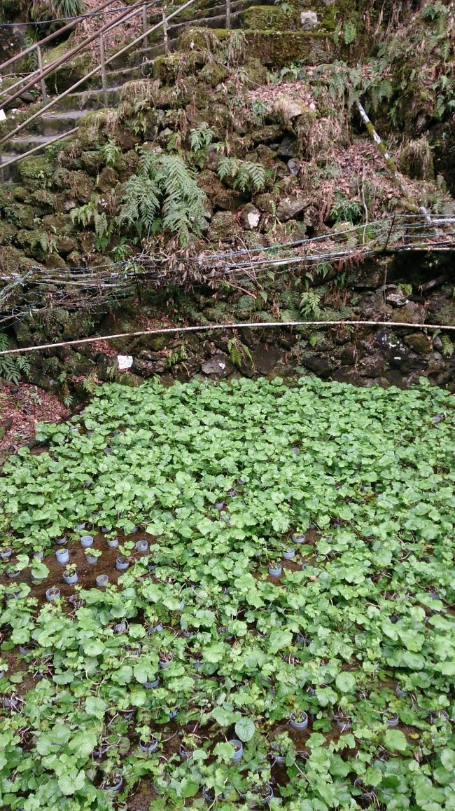 滝見のところに「わさび田」があります。
