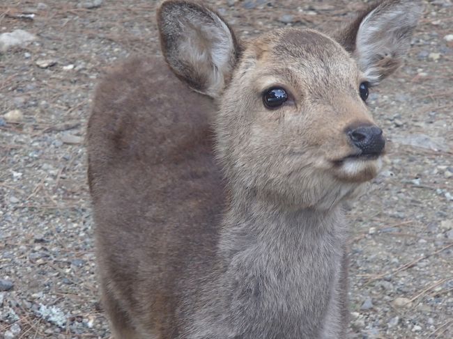 嫌というほどいた鹿ちゃん。<br /><br />お目目が可愛いですね。