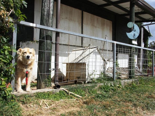 万座毛観光の後、さらに南下して読谷村の琉球ガラス工房へ。<br />ガイドブックに載っていた工房「日月」。<br />ナビを頼りに行きましたが、分かりにくいところにあります。<br /><br />看板犬がお出迎え。