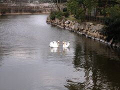 初めて岡山を訪れた時、どうしても時間のやり繰りがつかず岡山城の見学は諦めた経緯があります。

今回、受付時間内の入城には間に合いましたが、偕楽園まで見るのは難しい時間になってしまいました。

駐車場から内堀にかかる内下馬橋を渡ると、水に浮いて優雅な姿で戯れているつがいの白鳥に出会いました。

烏城で白鳥に出会うというのはまるで冗談のようです。